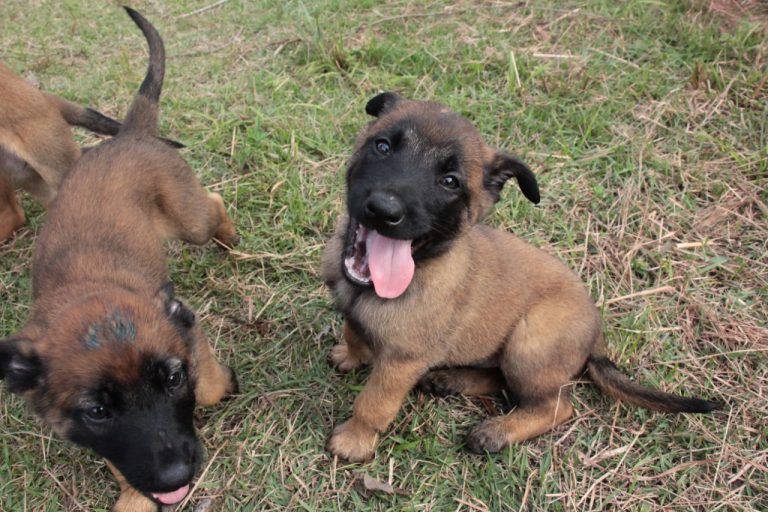 Ayka e Bolt: População escolheu nomes dos novos cães da Guarda Municipal de Balneário Camboriú