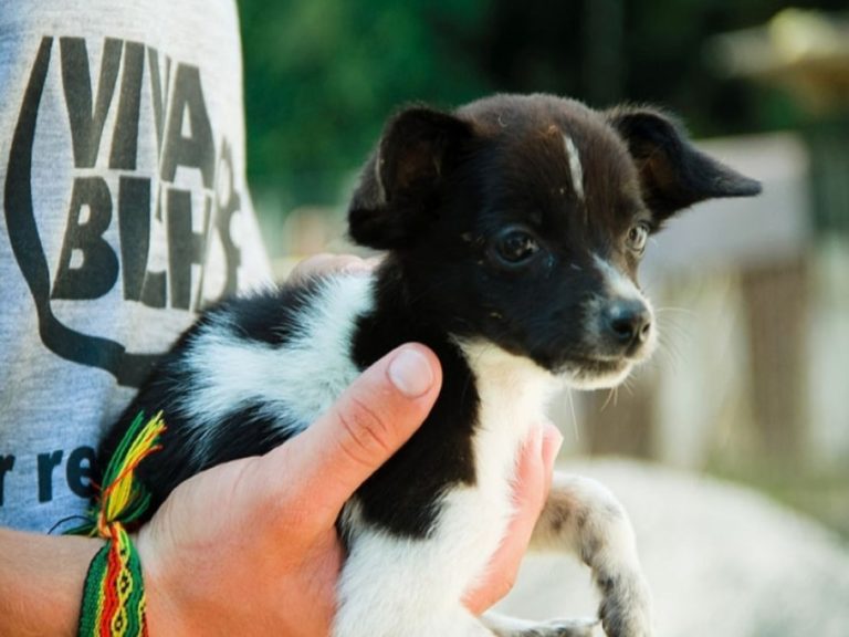 Governo Municipal irá aumentar repasse para ONG Viva Bicho