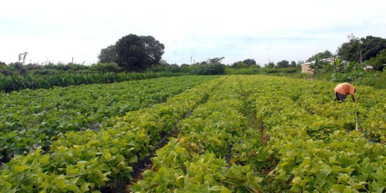 Conselho eleva limites de financiamento para a agricultura familiar