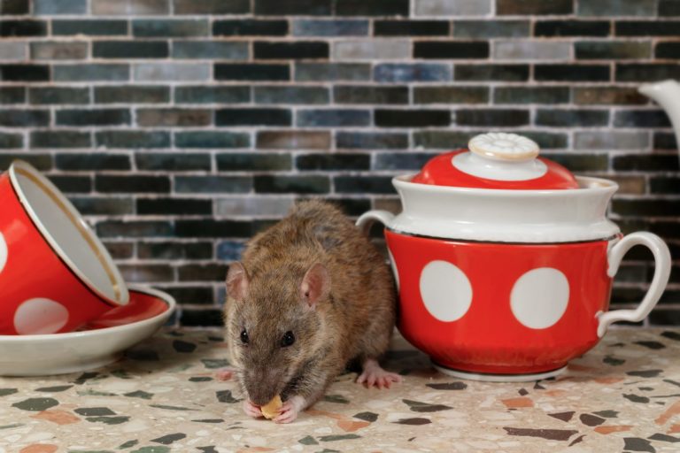 Diga adeus aos ratos: Como o açúcar pode ser seu aliado contra essas pragas em casa